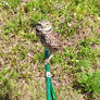 Ground owl in the sun.