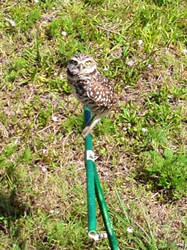 Ground owl in the sun.