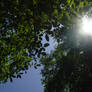 lying under a tree