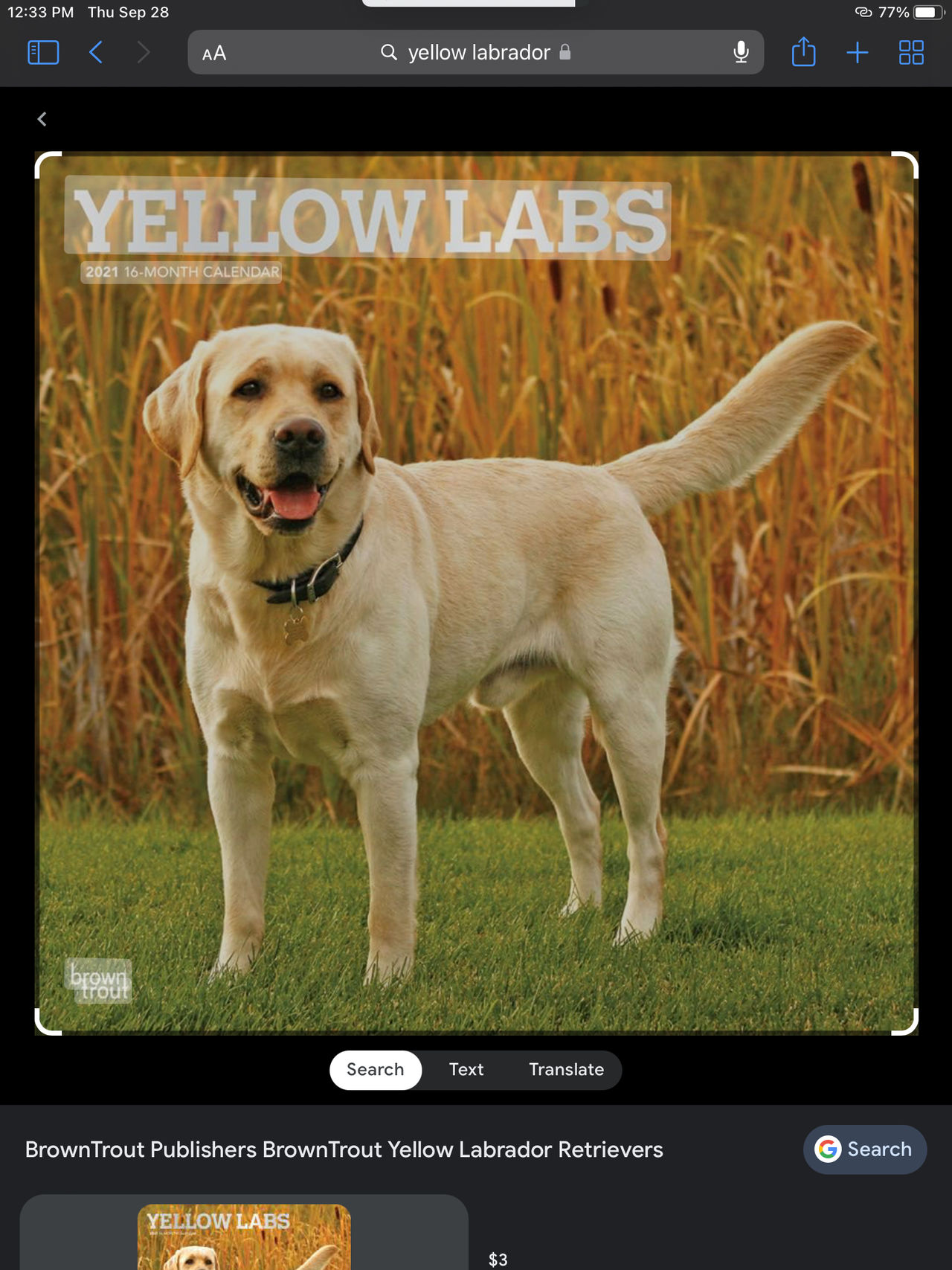 Yellow Labrador by CharizardBlond8190 on DeviantArt