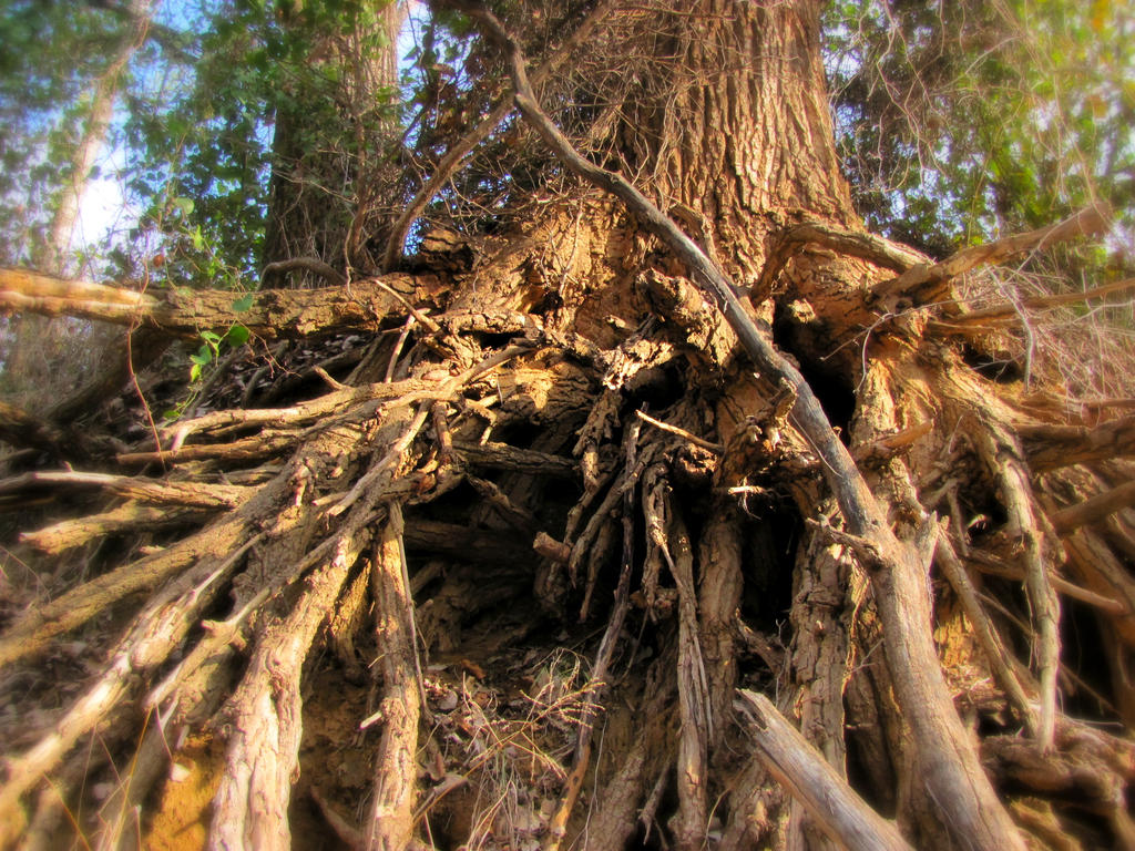 Borbor Roots Roots by Sammy-bear22 on DeviantArt