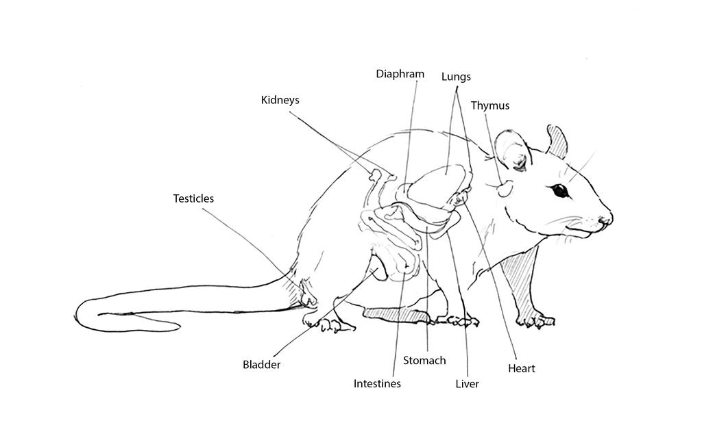 Anatomy Of A Rat Anatomy Book
