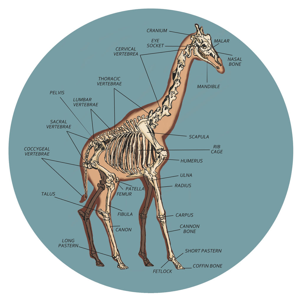 Giraffe Skeleton by izzycreates on DeviantArt