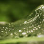 Leaf Drops