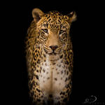 Leopard II by Linkineos