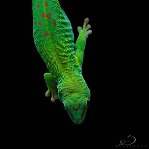 Gecko