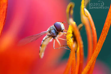 Hoverfly