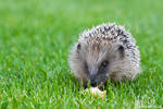 Hedgehog by Linkineos