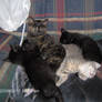 Kittens