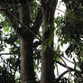 Tree Stock