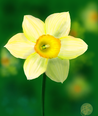 Daffodil (Day 343)