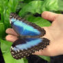 Morpho peleides (with open wings!)