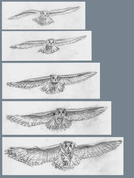 Flying owl - Frame by frame animation (43)