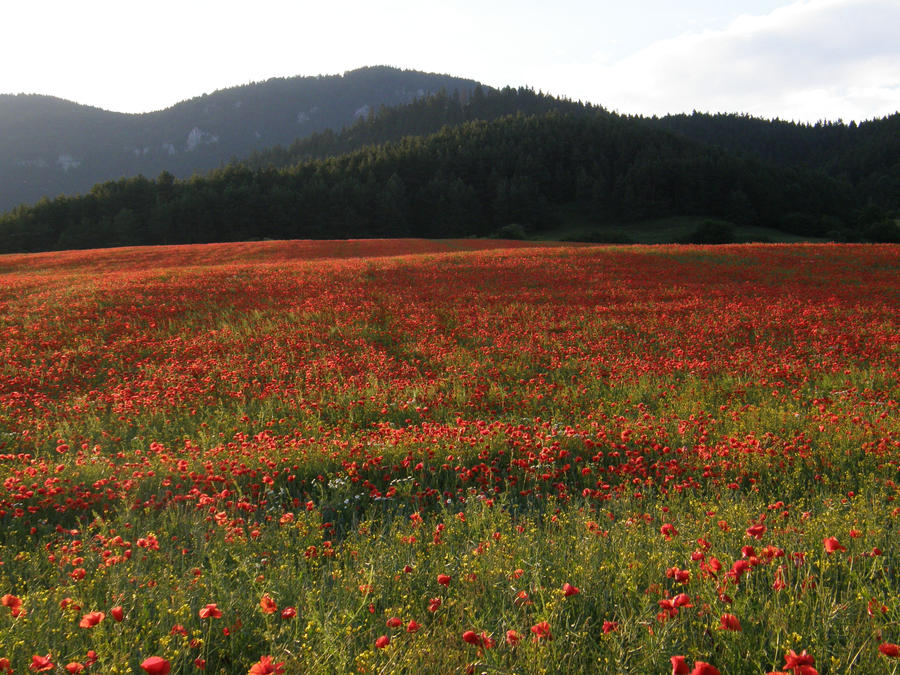 Stock- Poppy field