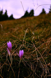 Colchicum autumnale