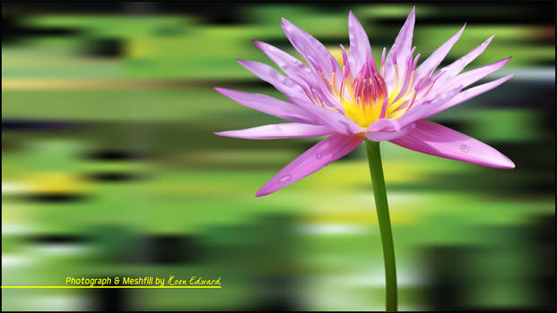 Lonely Lotus