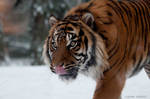 Winter Wroclaw Zoo 2013 - 5 by DjjFoto