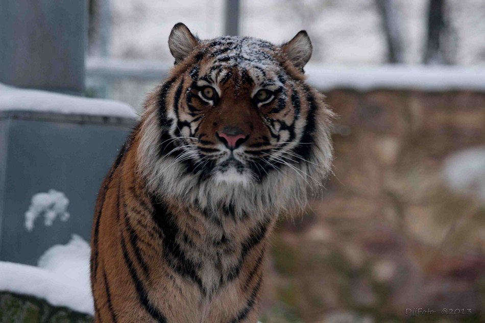 Winter Wroclaw Zoo 2013 - 7