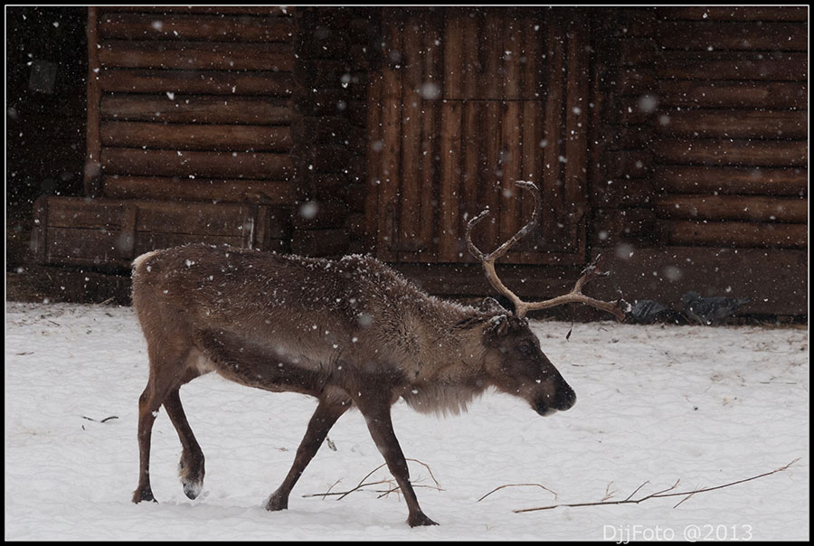 Reindeer