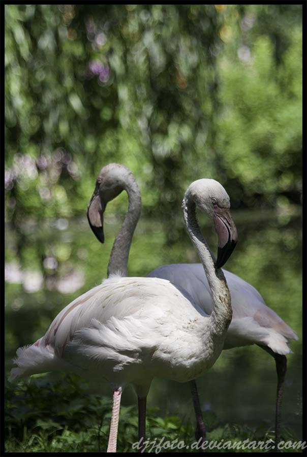 Flamingos duos