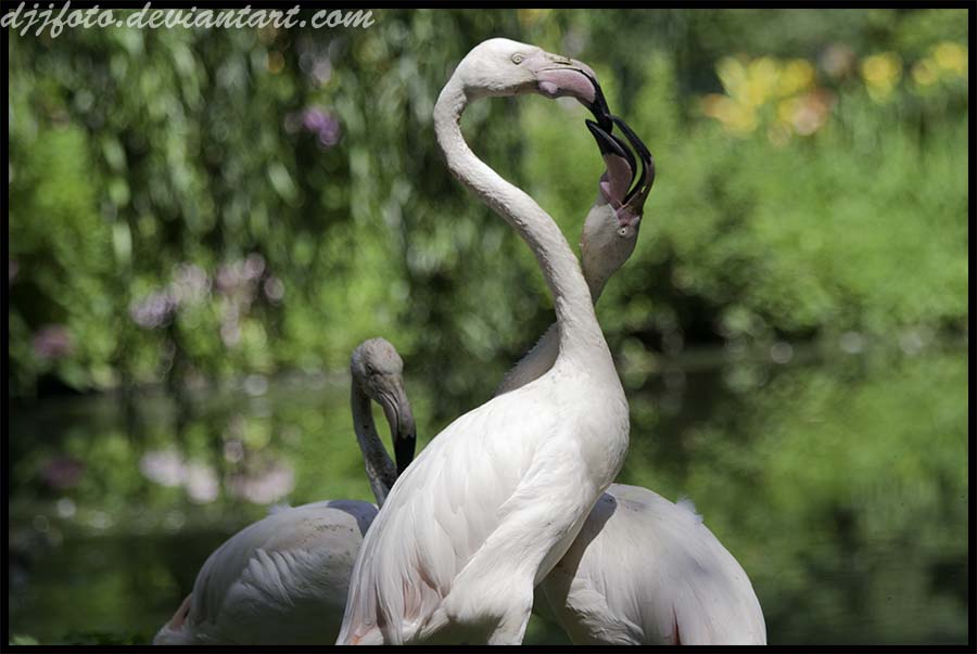 Flamingos Trios