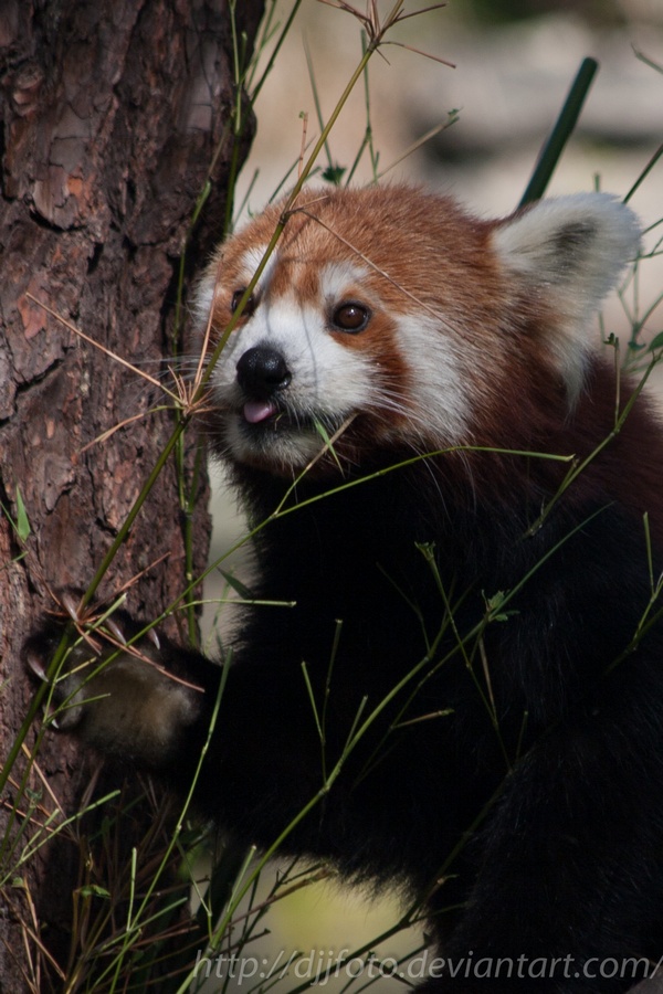 Firefox dinner time 2