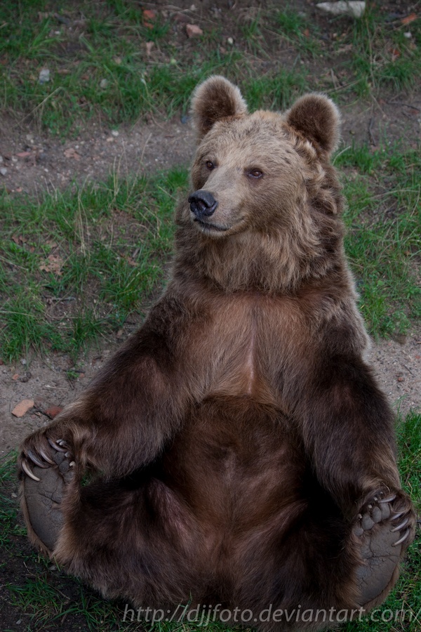 Happy Bear