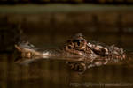 Crocodile by DjjFoto