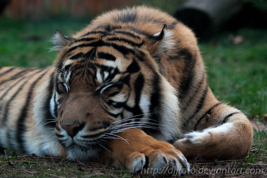 The Sumatran tiger sleeping...