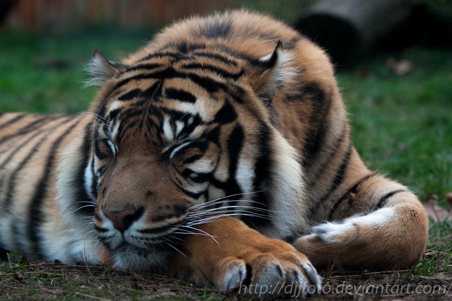 The Sumatran tiger sleeping...