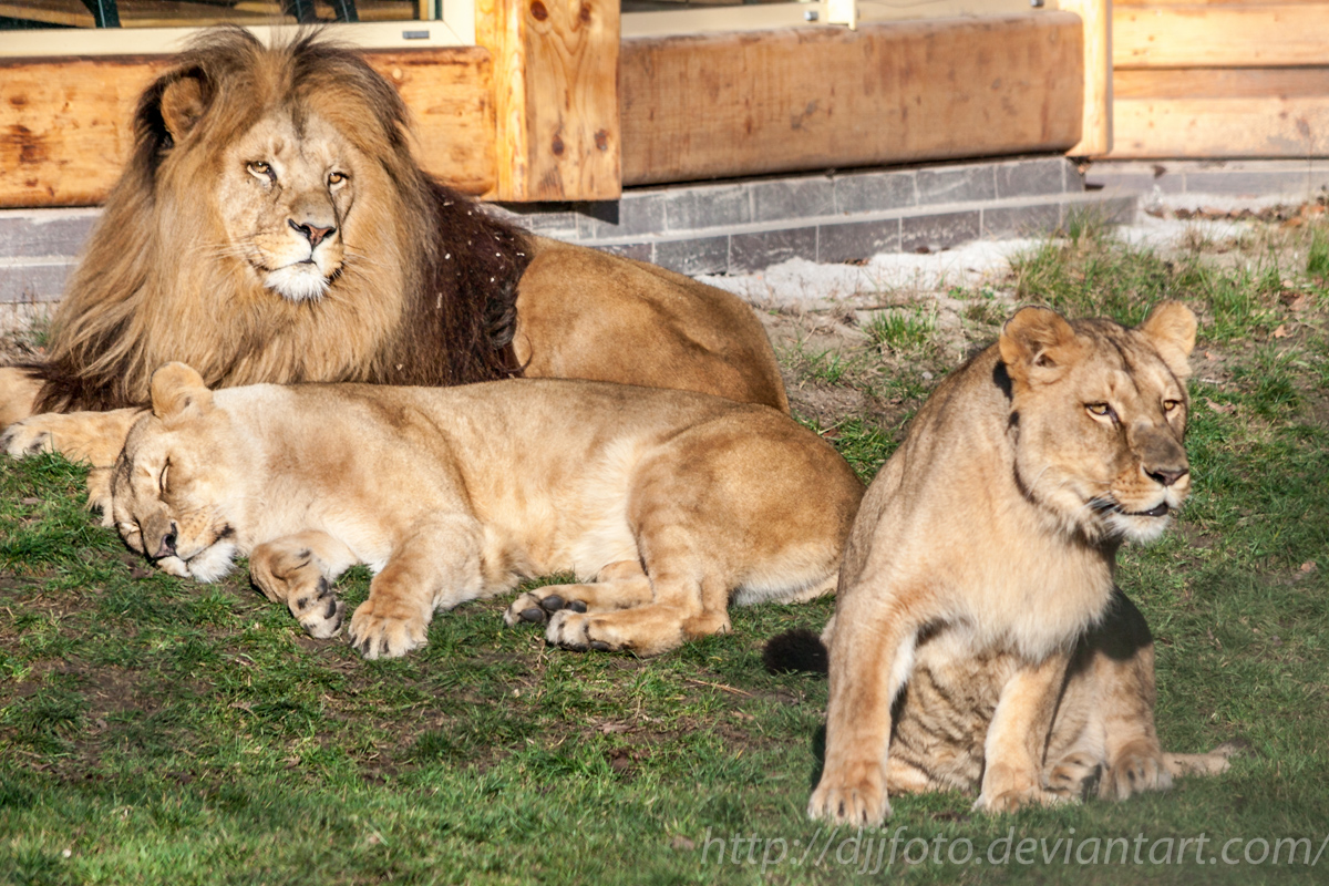 Lions enjoying winter sun