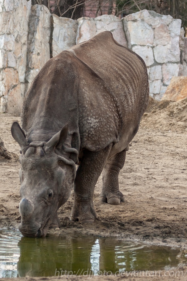 Drinking Rhino