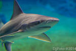 scaaary shark ^^ by DjjFoto