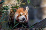 Red panda closeup by DjjFoto