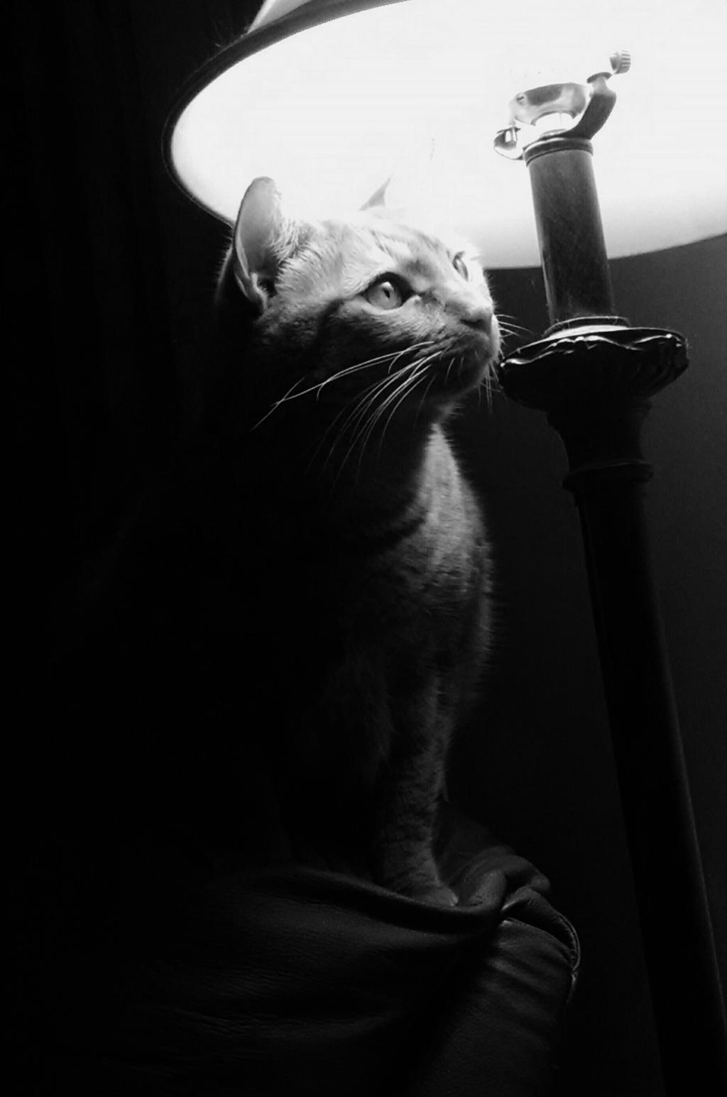 Piddles 1 by maxweston on DeviantArt