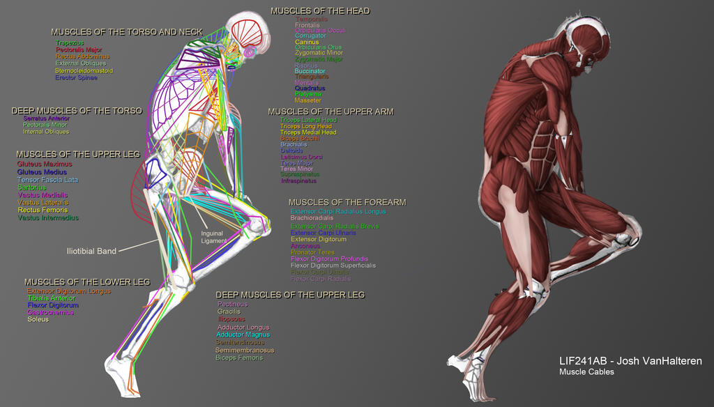 Life Drawing Muscle Study by mordennight on DeviantArt