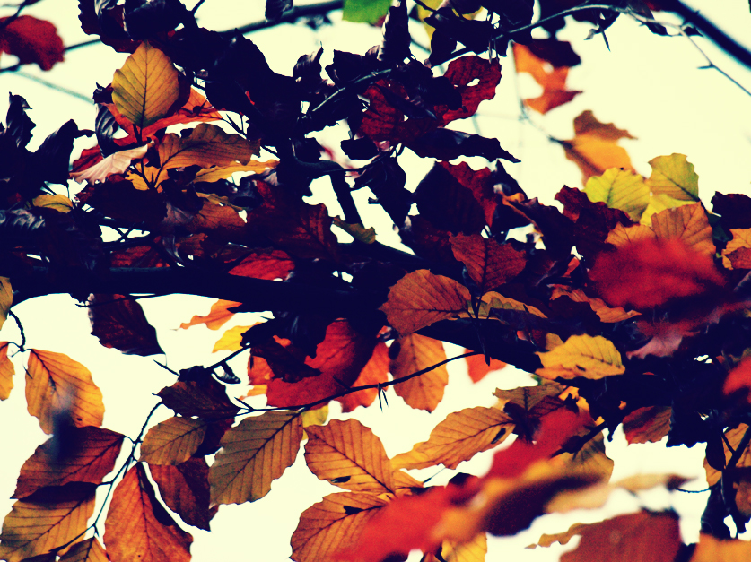 orange leaves in the wind 2