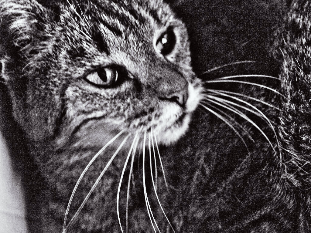 my cat in black and white