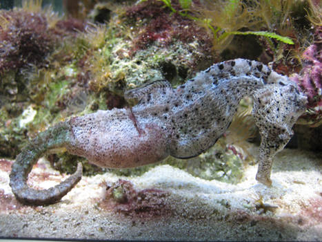 Sea horse