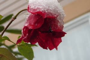 Snow Rose