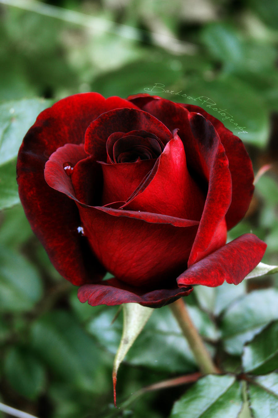 one perfect rose