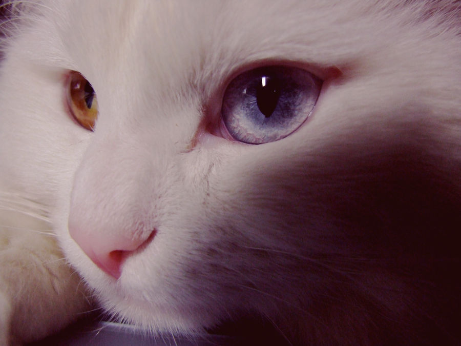 Caaat caaat by merelin-massacre on DeviantArt
