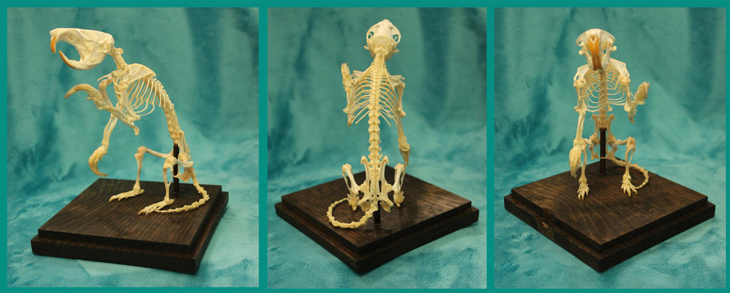 For sale: Articulated gopher skeleton
