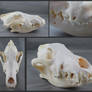 Pathological Wolf Skull
