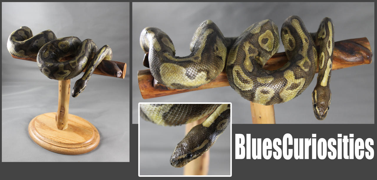 Ball Python mount by BluesCuriosities on DeviantArt
