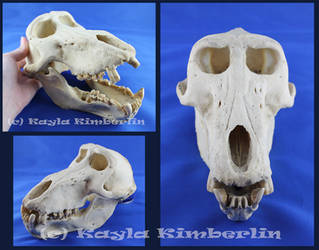 Geriatric Cape Baboon Skull
