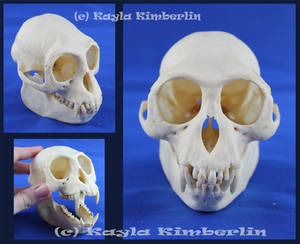 Langur Monkey Skull