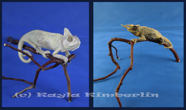 Etsy Taxidermy SALE: Chameleon