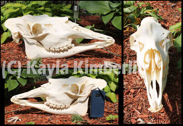 Siras Moose skull