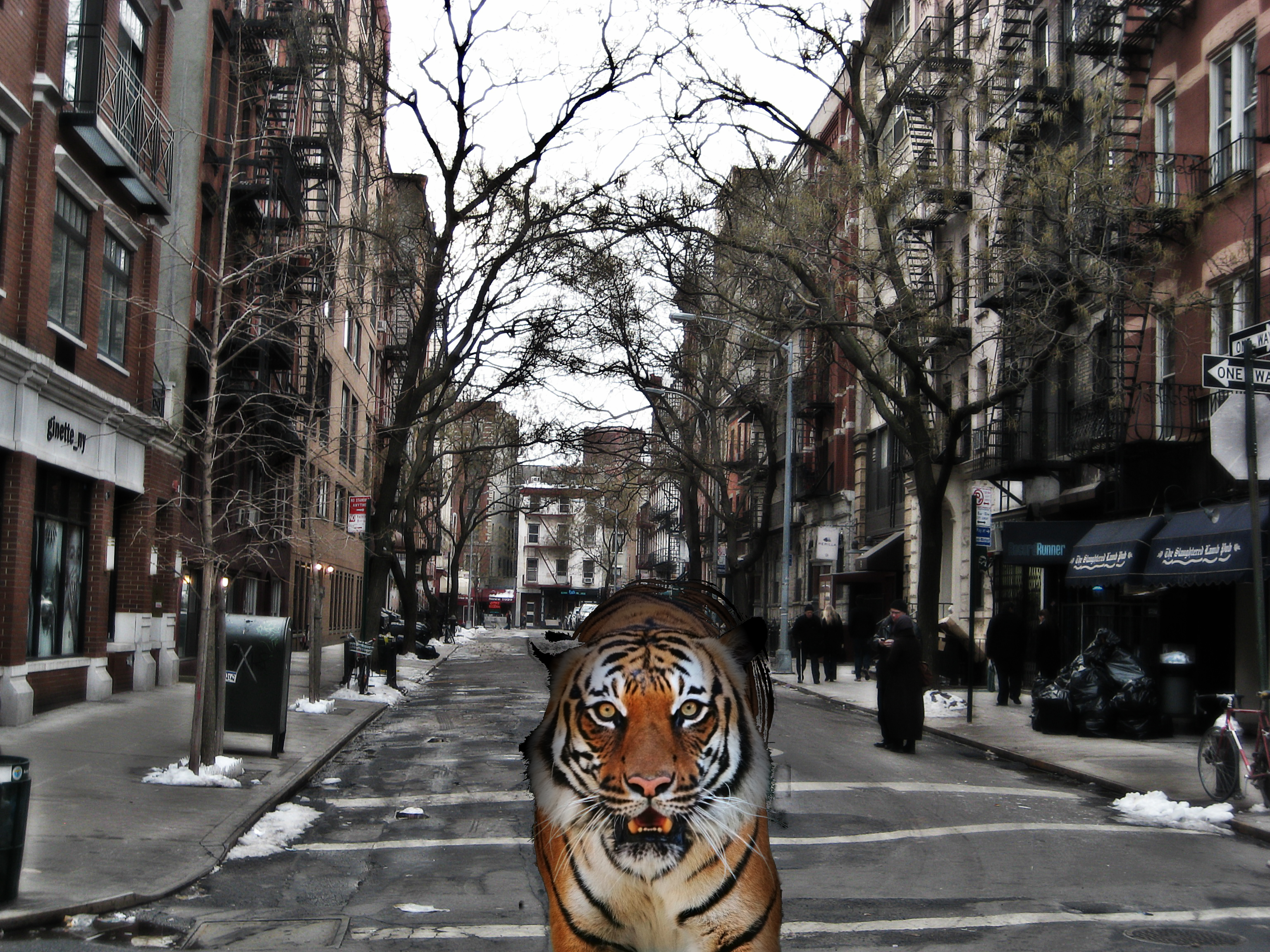 Bengal Tiger in New York 